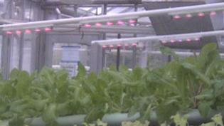 LED Grow Lights for Greenhouses